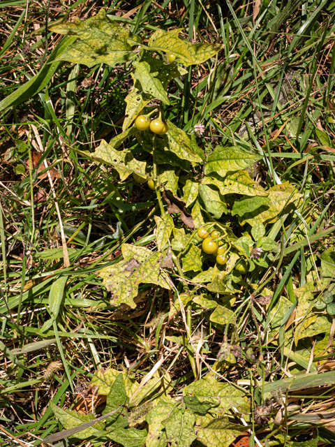 Solanum carolinense (Carolina horsenettle) #85195