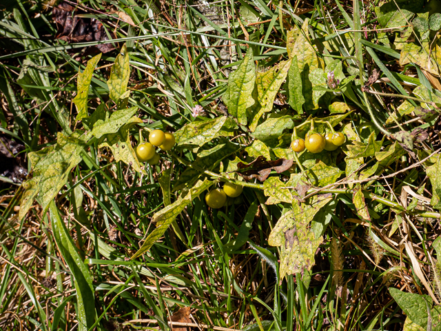 Solanum carolinense (Carolina horsenettle) #85196