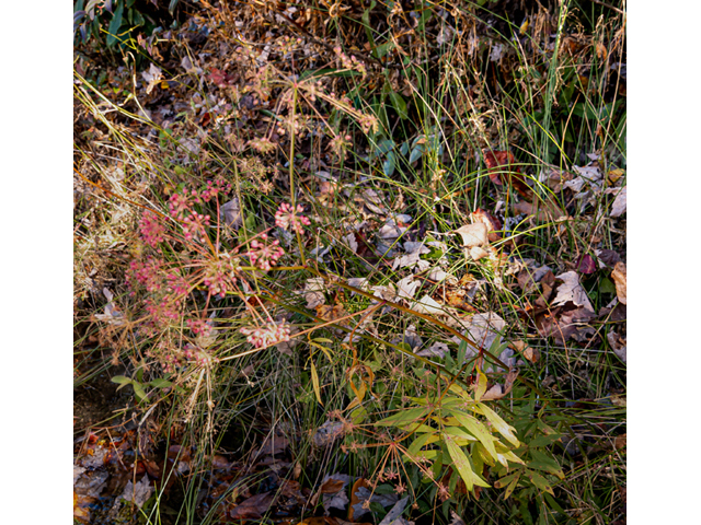 Zizia trifoliata (Meadow alexanders) #85197