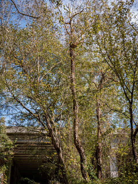 Betula nigra (River birch) #85205