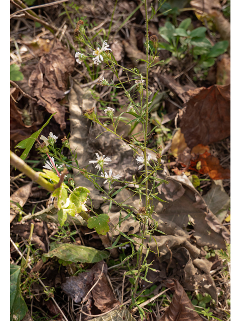 Symphyotrichum pilosum var. pilosum (Hairy white oldfield aster) #85207