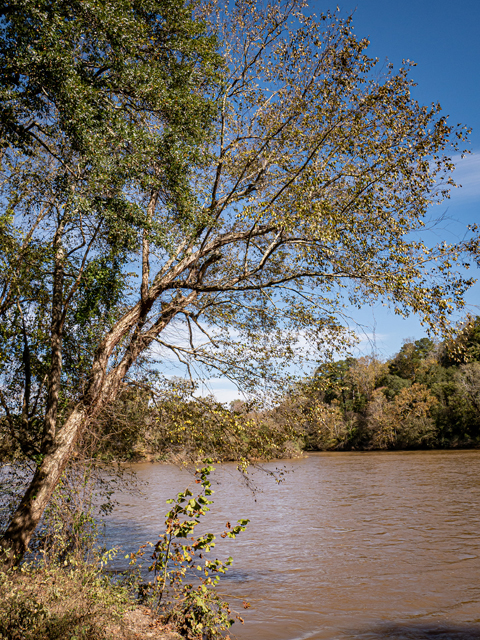 Betula nigra (River birch) #85210