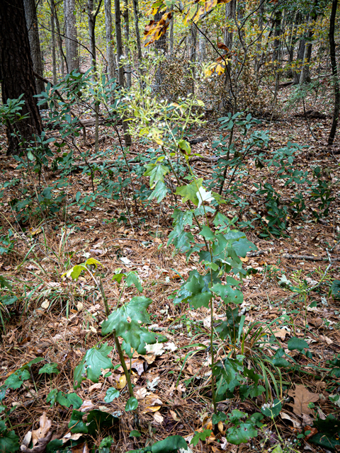Prenanthes altissima (Tall rattlesnakeroot) #85211