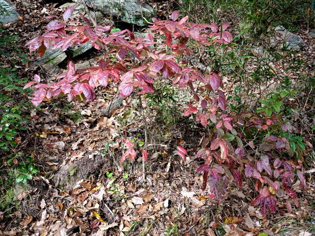 Cornus florida (Flowering dogwood) #85214