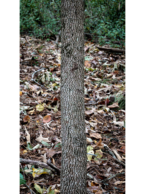 Cornus florida (Flowering dogwood) #85216