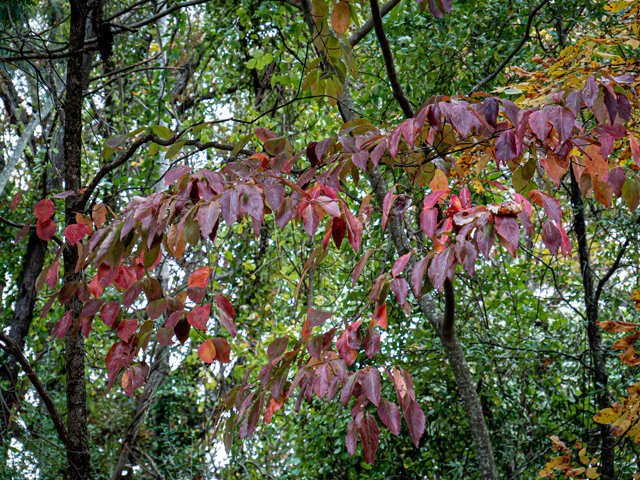 Cornus florida (Flowering dogwood) #85218