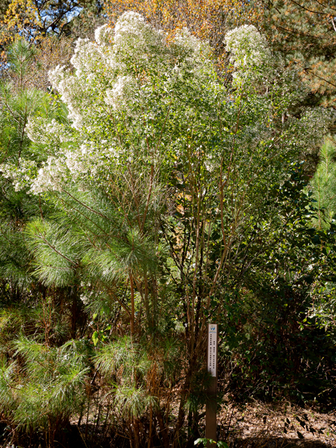 Baccharis halimifolia (Groundseltree) #85220