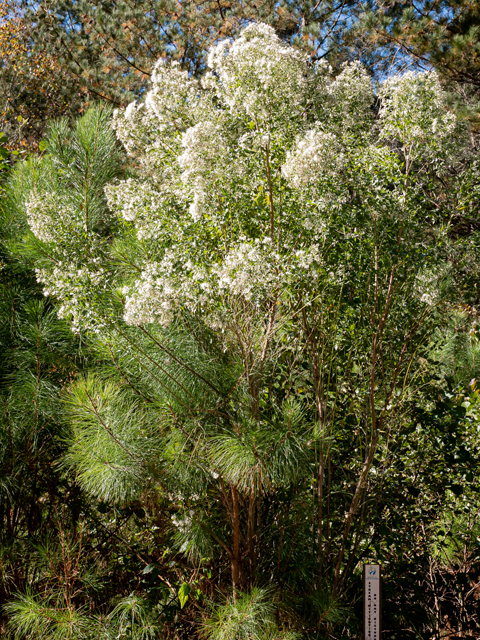 Baccharis halimifolia (Groundseltree) #85221