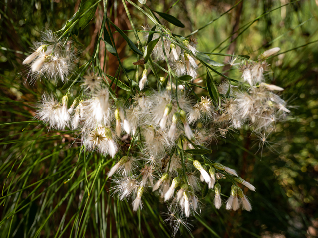 Baccharis halimifolia (Groundseltree) #85223