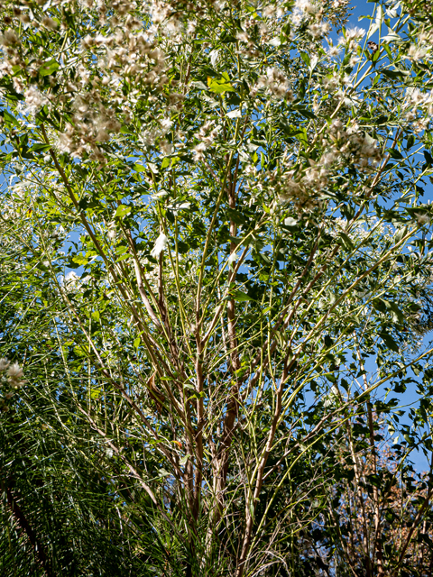 Baccharis halimifolia (Groundseltree) #85225