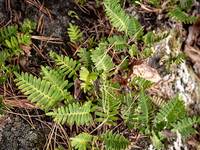 Pleopeltis polypodioides (Resurrection fern) #85243