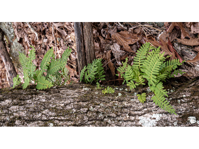 Pleopeltis polypodioides (Resurrection fern) #85245