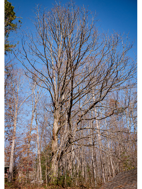Quercus stellata (Post oak) #85257