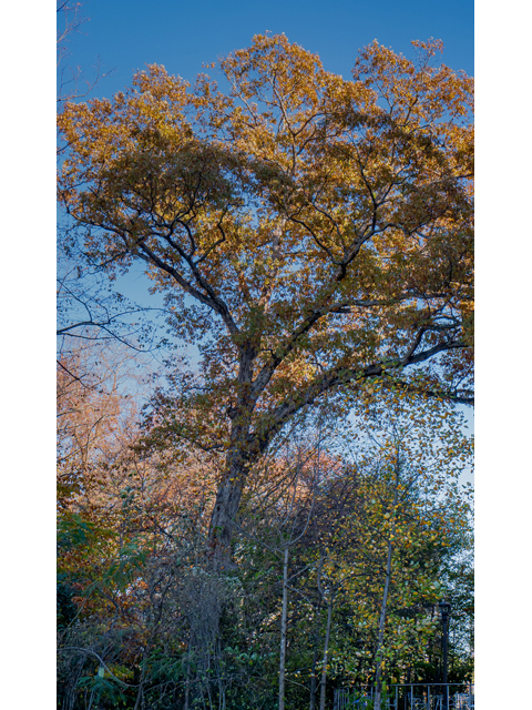 Quercus alba (White oak) #85259
