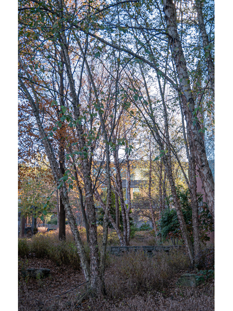 Betula nigra (River birch) #85262