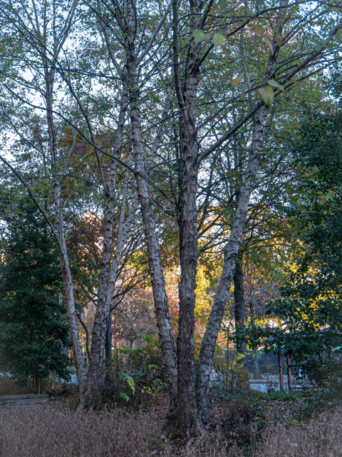 Betula nigra (River birch) #85263