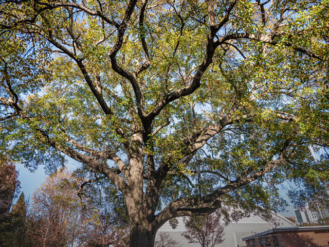 Quercus nigra (Water oak) #85265