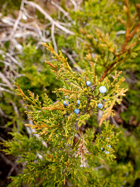 Juniperus virginiana (Eastern red cedar) #85274
