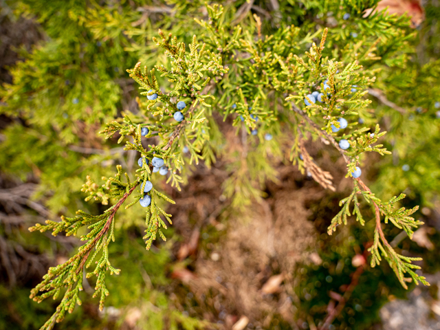 Juniperus virginiana (Eastern red cedar) #85275