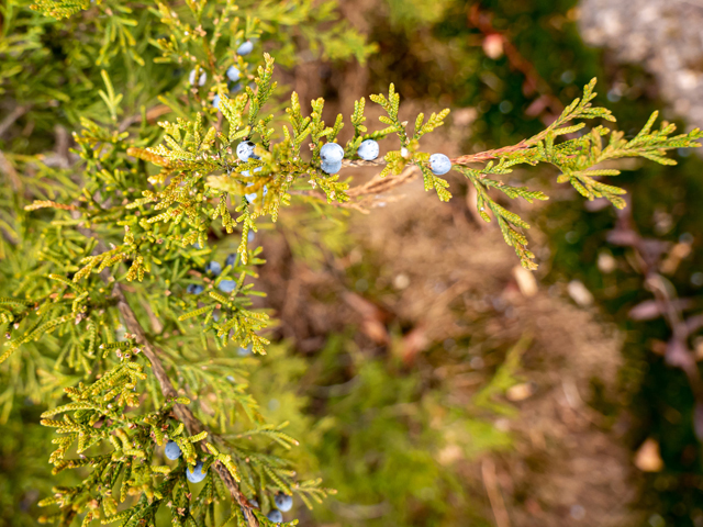 Juniperus virginiana (Eastern red cedar) #85276