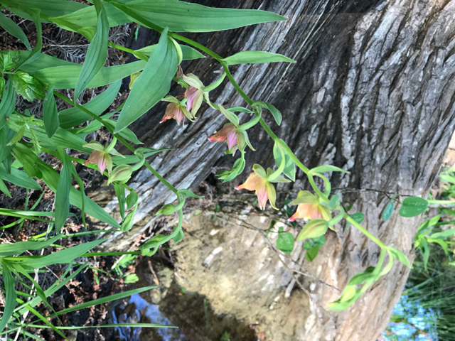 Epipactis gigantea (Stream orchid) #48024