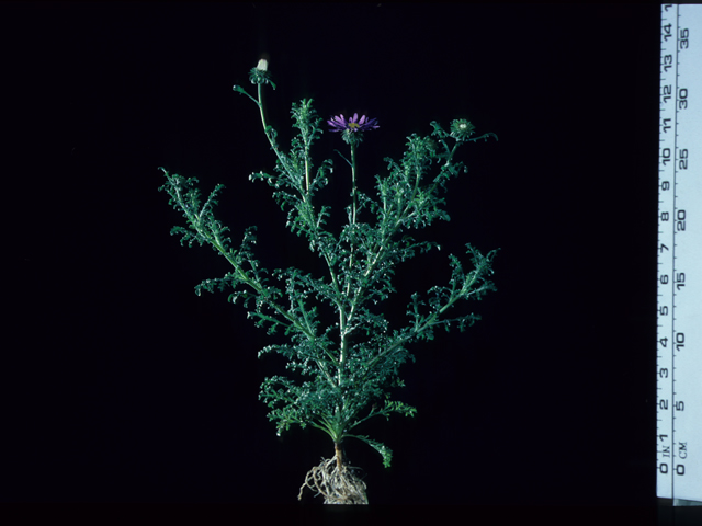 Machaeranthera tanacetifolia (Tahoka daisy) #20180
