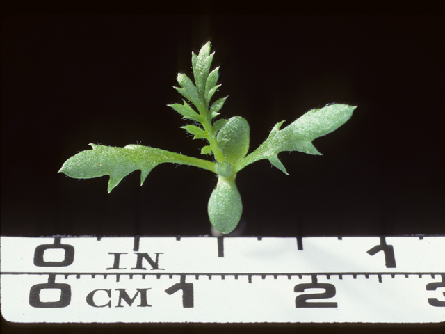 Achillea millefolium (Common yarrow) #20210