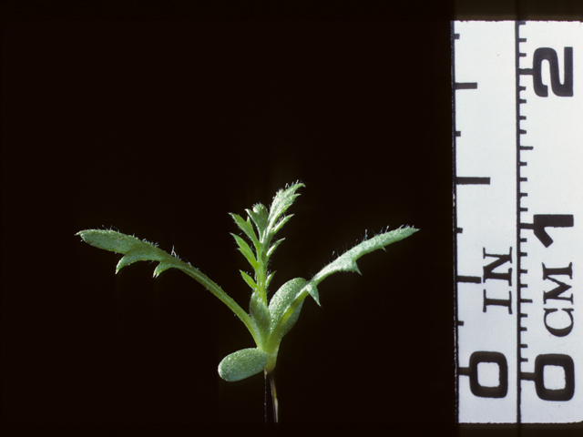 Achillea millefolium (Common yarrow) #20211