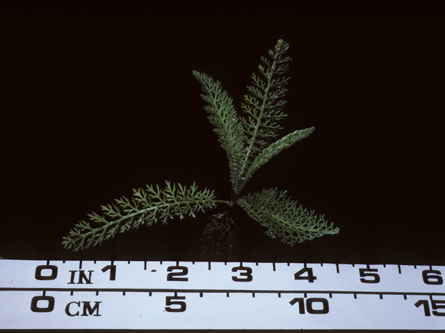 Achillea millefolium (Common yarrow) #20212