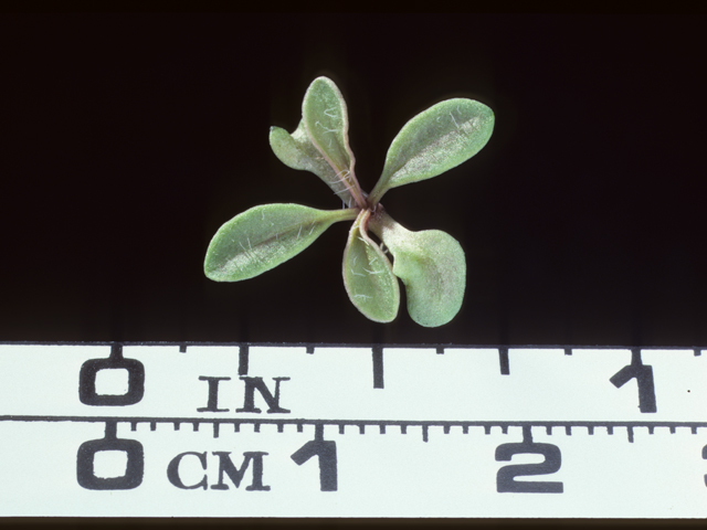Coreopsis lanceolata (Lanceleaf coreopsis) #20219