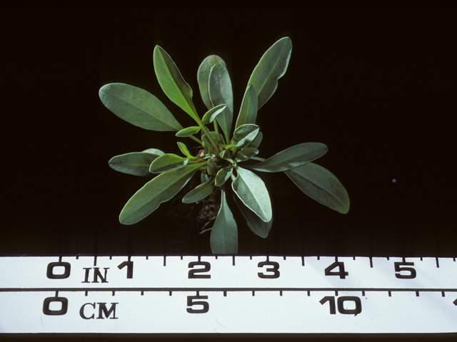 Coreopsis lanceolata (Lanceleaf coreopsis) #20221