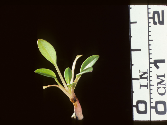 Coreopsis tinctoria (Plains coreopsis) #20223