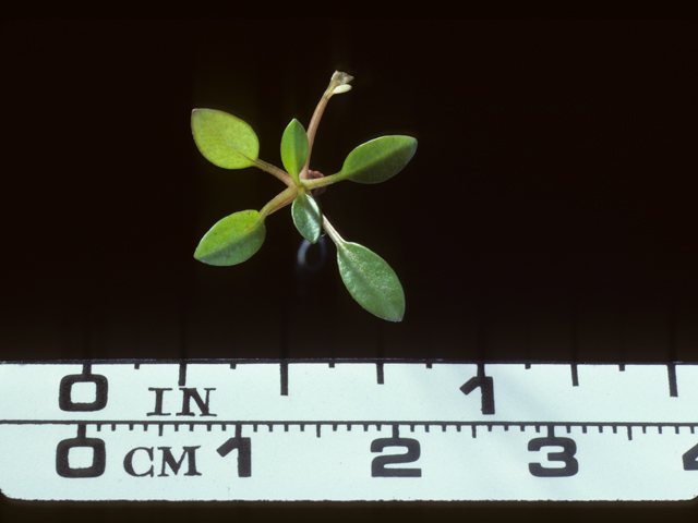 Coreopsis tinctoria (Plains coreopsis) #20224
