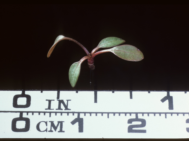 Coreopsis tinctoria (Plains coreopsis) #20228