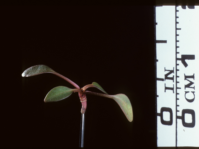 Coreopsis tinctoria (Plains coreopsis) #20229