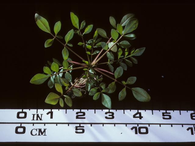 Coreopsis tinctoria (Plains coreopsis) #20230