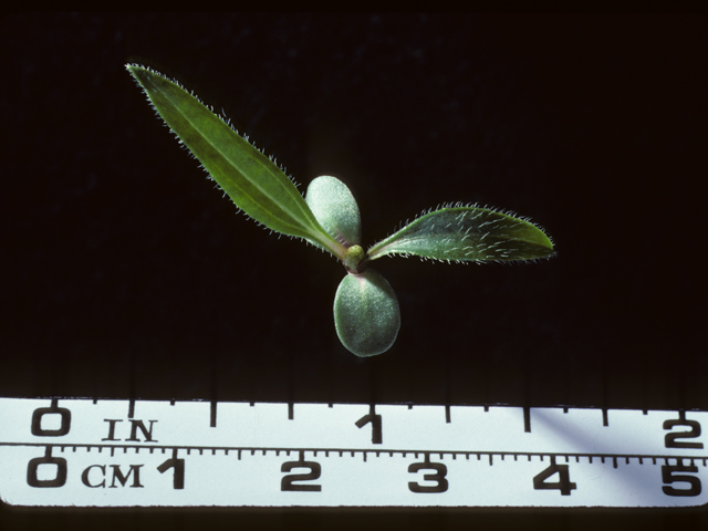 Echinacea angustifolia (Black samson) #20260