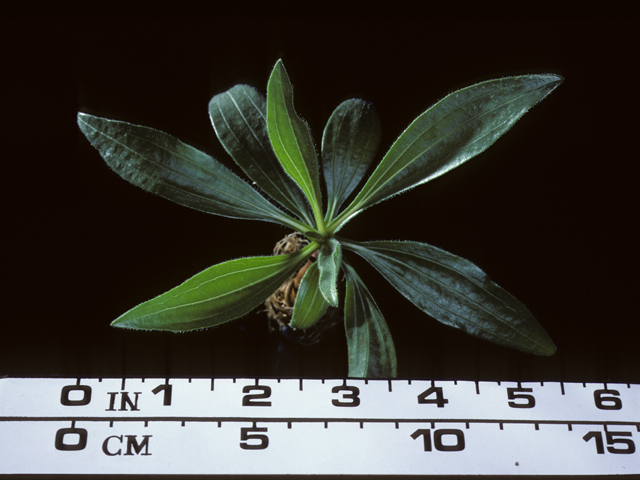 Echinacea angustifolia (Black samson) #20262