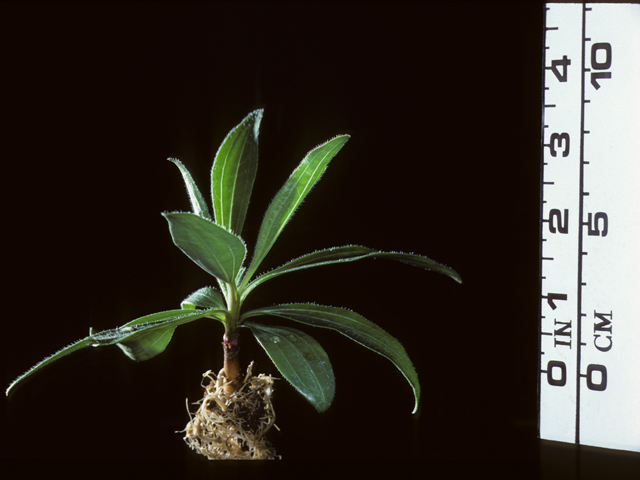 Echinacea angustifolia (Black samson) #20263