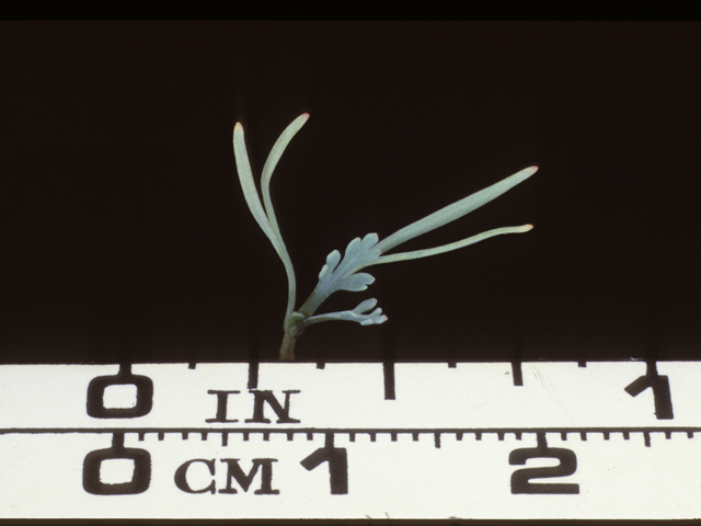Eschscholzia californica (California poppy) #20264