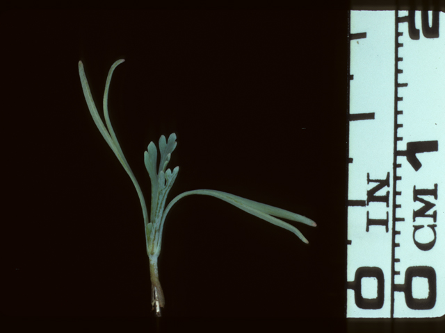 Eschscholzia californica (California poppy) #20265