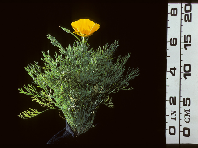 Eschscholzia californica (California poppy) #20268
