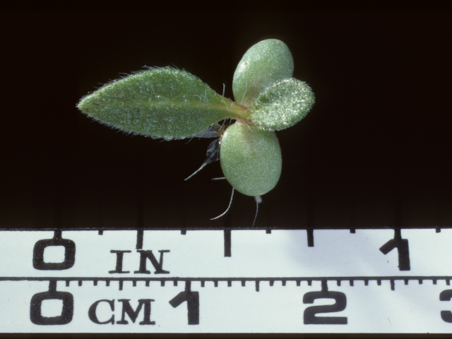Gaillardia aristata (Common gaillardia) #20269