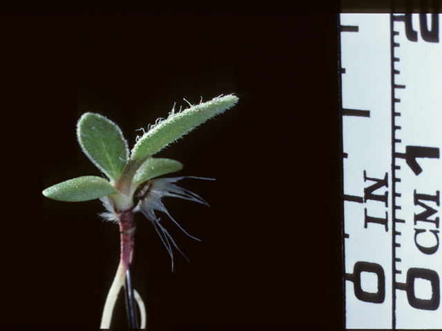 Gaillardia aristata (Common gaillardia) #20270