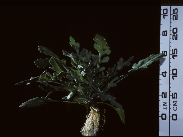 Gaillardia aristata (Common gaillardia) #20271