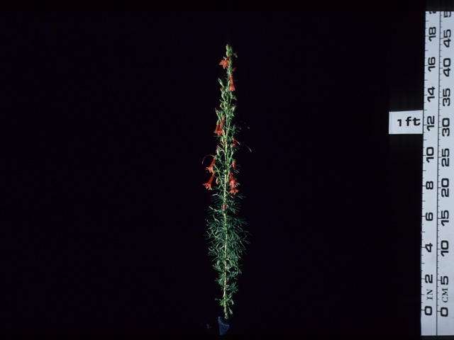 Ipomopsis rubra (Standing cypress) #20452