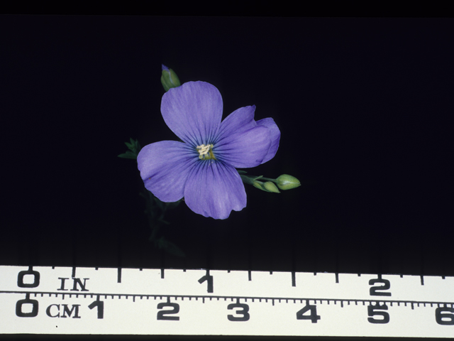 Linum lewisii (Wild blue flax) #20479