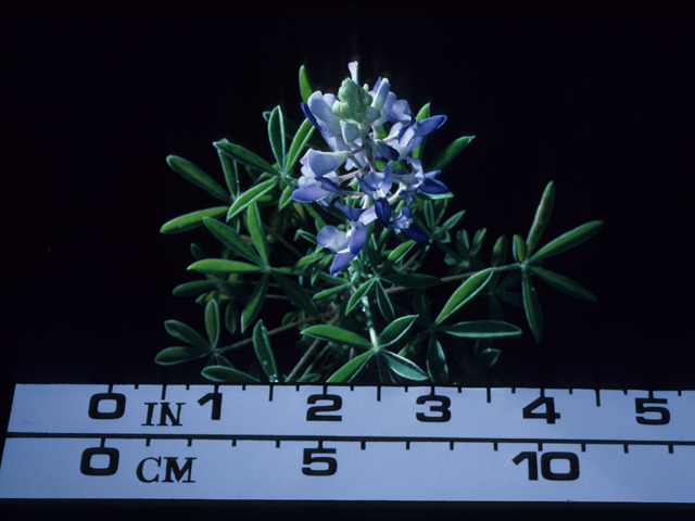 Lupinus texensis (Texas bluebonnet) #20489
