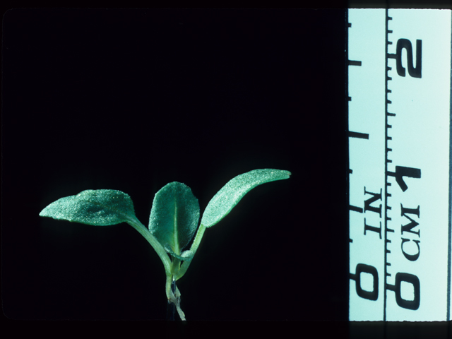 Oenothera elata ssp. hookeri (Hooker's evening-primrose) #20506