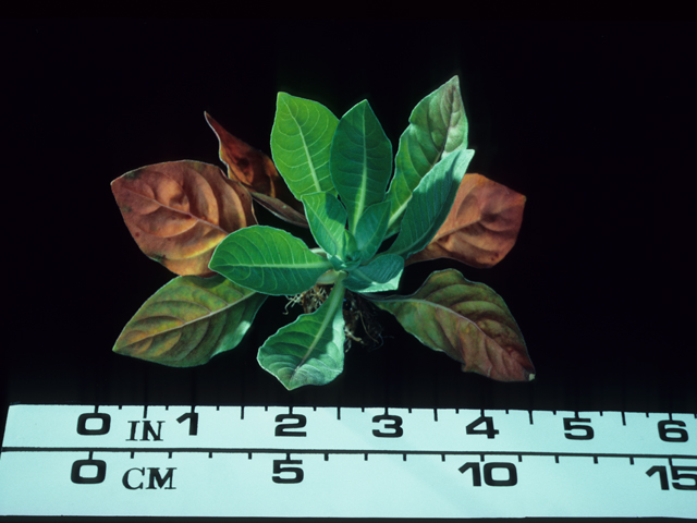 Oenothera elata ssp. hookeri (Hooker's evening-primrose) #20507